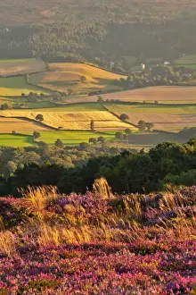 View of flowering heather on moorland overlooking valley with village and church in late evening sunlight