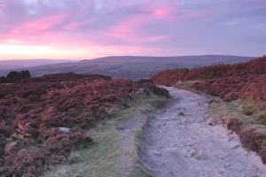 Landscape Prints: View of footpath on heather moorland at sunset