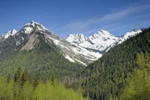 Peak Prints: View of forest on slopes of snow covered mountains