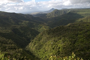Hilly Prints: View of forested hillside habitat