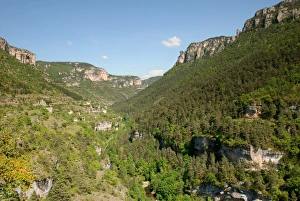 View of forested river canyon habitat, Gorges du Tarn, Tarn River, Lozere, Languedoc-Roussillon, France, may