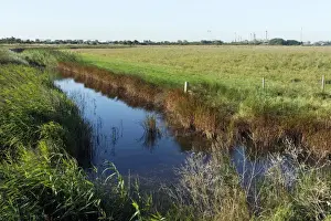 View of freshwater dyke and coastal grazing marsh habitat, West Canvey Marsh RSPB Reserve, Canvey Island