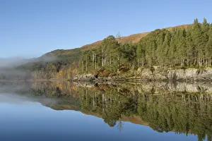 Coniferous Prints: View of freshwater loch, with Scots Pine (Pinus forest in mist at dawn)