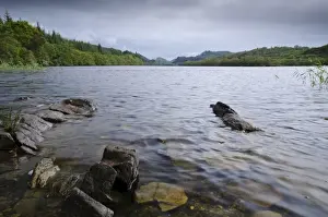 Site Prints: View of freshwater loch, site of trial Eurasian Beaver (Castor fiber) reintroduction