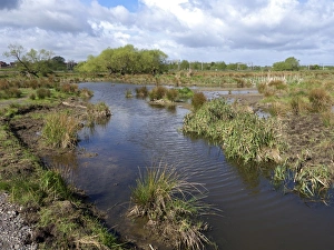 Conserves Prints: View of freshwater marshland habitat