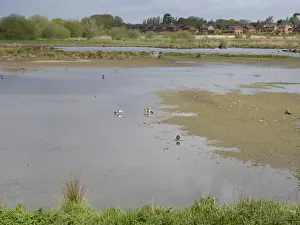 Encroaches Prints: View of freshwater marshland habitat with housing estate in background, Doxey Marshes