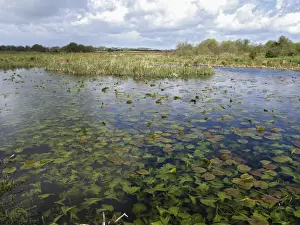 Conserves Prints: View of freshwater marshland habitat with waterlily leaves in pool, Doxey Marshes