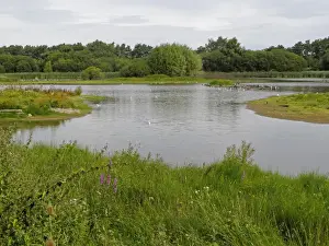 Conserves Prints: View of freshwater pool habitat, Venus Pool Nature Reserve, Shropshire, England, September