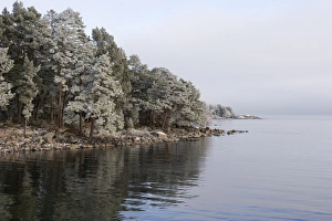 Coniferous Prints: View of frost covered coniferous forest and coastline