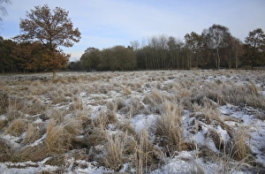 Frosted Prints: View of frost and snow covered fen meadow habitat