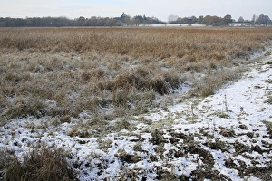 Frosted Prints: View of frost and snow covered reedbed habitat