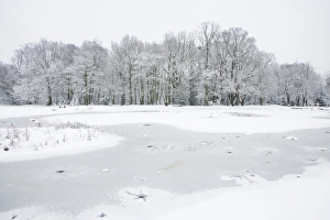 Gulls Prints: View of frozen pond with roosting gulls