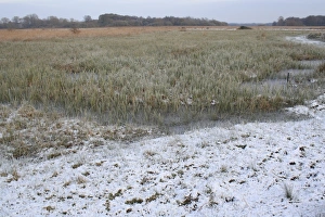 View of frozen sedge and reedbed habitat in snow, in river valley fen, Redgrave and Lopham Fen N. N. R