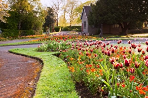 View of garden with tulips in flowerbeds at sunrise, Victoria Park, Bideford, North Devon, England, april