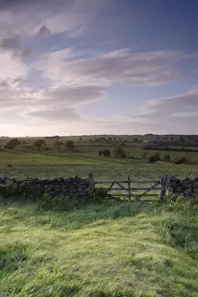 Dry Stone Prints: View of gate, drystone wall and pasture with sheep flock in evening light