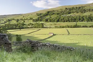View of gate, drystone walls, stone barns and sheep grazing in pasture of river valley, Gunnerside, Swaledale