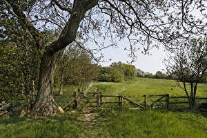 Gates Prints: View of gateway at edge of grassland and woodland