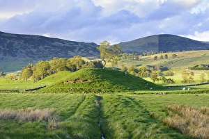 Highland Prints: View of grass covered mounds and sheep grazing in pasture, Glen Shee, Cairngorms N. P