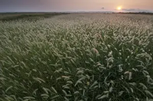 Sunrise Prints: View of grasses growing on coastal grazing marsh habitat at sunrise