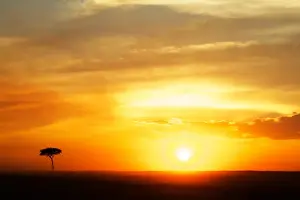 Sun Set Prints: View of grassland habitat and acacia tree silhouetted at sunset, Masai Mara, Kenya, August