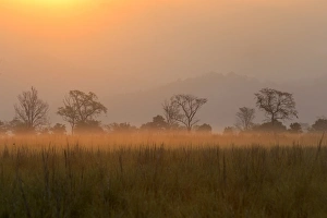 Subcontinent Prints: View of grassland habitat at dawn, Jim Corbett N. P. Uttarkhand, India, May