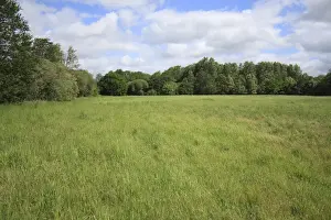 Little Ouse Prints: View of grassland habitat between Hinderclay Fen and Thelnetham Fen