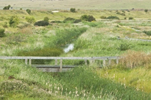 Boardwalks Prints: View of grazing marsh habitat with boardwalk