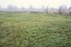 Natue Prints: View of grazing marsh habitat in mist