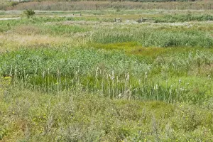 Thames Estuary Prints: View of grazing marsh habitat, Rainham Marshes RSPB Reserve