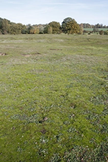 Commons Prints: View of habitat on lowland heathland reserve, Wortham Ling, Suffolk, England, october