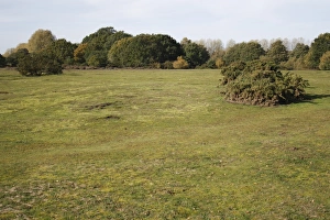 View of habitat on lowland heathland reserve, Wortham Ling, Suffolk, England, october