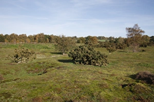 View of habitat on lowland heathland reserve, Wortham Ling, Suffolk, England, october