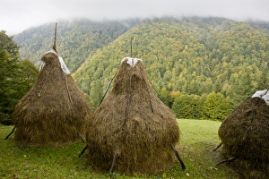 Rumania Prints: View of hay stooks, with autumn crocus flowers in meadow