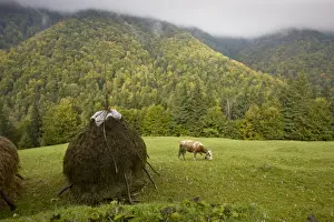 Rumania Prints: View of hay stooks, cow grazing amongst autumn crocus flowers in meadow