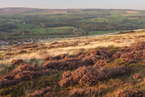 Moor Land Prints: View of heather and bilberry moorland habitat