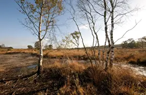Wildlife Trust Prints: View of heathland habitat, Buxton Heath Nature Reserve, Norfolk, England, November