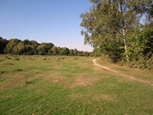 Heath Land Prints: View of heathland and woodland habitat