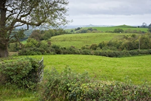 Hedge Row Prints: View of hedgerows, gateway and pasture, Shepton Mallet, Somerset, England, october
