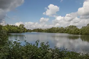 Forestry Prints: View from the hide over Conservation Lake at Lynford Forestry Commission, Norfolk