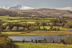 Distance Prints: View of horses standing in pasture