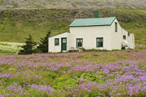Housing Prints: View of house amongst wildflowers, Hornstrandir, Westfjords, Iceland, July