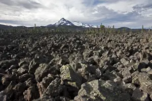 View of huge lava field habitat, McKenzie Pass (5335ft. /1623m), Belknap Crater Complex, Cascade Range, Central Oregon, U. S. A. july