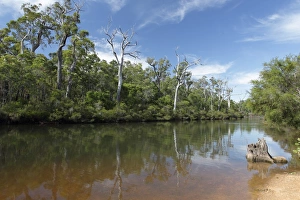 View of inland river section with trees reflected in water, Margaret River, Western Australia, Australia, February