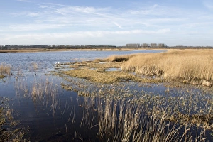 Bridge Prints: View from Island Mere hide looking toward East Bridge, RSPB Minsmere Suffolk
