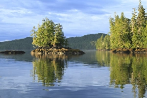 Rainforest Prints: View of islet and temperate coastal rainforest in evening