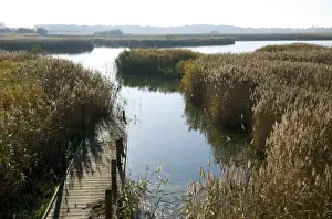 Jetty Prints: View of jetty in reedbed habitat