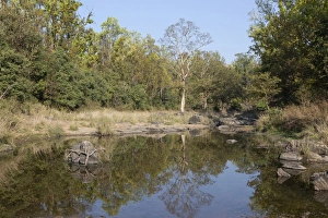 Subcontinent Prints: View of lake and forest habitat, Kanha N. P. Madhya Pradesh, India, March