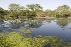 Subcontinent Prints: View of lake habitat, Keoladeo Ghana N. P. (Bharatpur), Rajasthan, India, March