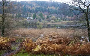 County Prints: View of lake habitat, Lower Lake