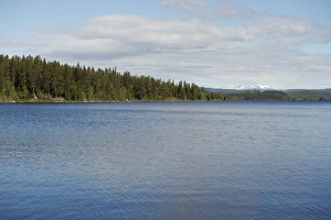 Lapland Prints: View across lake, Malgomaj, Lappland, Sweden, June